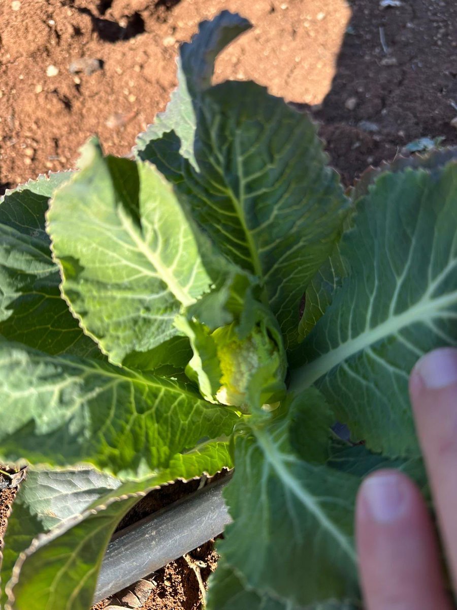 artuklubeltr's tweet photo. Kent Kadın Bostanı’nda ekimi yapılan kış sebzelerinde gelişim devam ediyor.

Çetin geçen karlı ve soğuk kışa rağmen, Ziraat Mühendisleri Odası (ZMO) ortaklığında itinayla bakımı yapılan kent bostanımızda ürünler gecikmeli de olsa tomurcuklanmaya ve ürün vermeye başladı.

Kadın emeği ve üretkenliği, büyük bir özenle toprakla buluşmaya ve yeşermeye devam ediyor.

Bu sürece emek veren herkese teşekkür ediyoruz. 🌱🌿

~~~

Bişkivîna zerzewatên zivistanê yên ku li Bostana Jinan a Bajêr hatine çandin berdewam dike.

Tevî dijwariya zivistana îsal, ya ku bi berf û sermayê derbas bû, li bostana me ya bajêr ku bi hevkariya Odeya Endezyarên Çandiniyê bi baldarî tê lênihêrîn, berhem her çend bi derengî be jî dest bi gulandinê û berhem dayînê kirine.

Bi ked  û berhemdariya jinan, bi baldariyek  mezin destdan û têkiliya  bi axê re  berdewam dike û şîn dibe.

Em ji her kesên ku di vê pêvajoyê de ked dane spasiya xwe dikin. 🌱🌿

~~~

يستمر نمو الخضروات الشتوية المزروعة في بستان المرأة في المدينة.

وعلى الرغم من الشتاء القاسي الذي مرّ بالثلوج والبرد، فقد بدأت المنتجات في بستاننا الحضري الذي تتم العناية به بعناية وبالشراكة مع غرفة المهندسين الزراعيين بالتبرعم والإنتاج، وإن كان ذلك متأخراً قليلاً.

إن جهد النساء وإنتاجيتهن يلتقيان بالأرض بعناية كبيرة ويواصلان النمو والاخضرار.

نشكر كل من ساهم بجهده في هذه العملية. 🌱🌿

~~~

ܡܬܩܕܡ ܓܕܠܐ ܕܝܪ̈ܩܐ ܕܣܬܘܐ ܕܐܬܙܪܥܘ ܒܒܘܣܬܢܐ ܕܢܫ̈ܐ ܕܡܕܝܢܬܐ.

ܐܦ ܐܢ ܥܒܪܐ ܗܘܐ ܣܬܘܐ ܩܫܝܐ ܕܬܠܓܐ ܘܩܘܪܐ، ܒܒܘܣܬܢܐ ܕܡܕܝܢܬܢ ܕܡܬܛܦܠ ܒܩܦܝܠܘܬܐ ܘܒܫܘܬܦܘܬܐ ܥܡ ܚܕܪܐ ܕܡܗܢܕܣ̈ܐ ܕܙܪܥܐ، ܦܐܪ̈ܐ ܐܦ ܐܢ ܒܐܚܪܘܬܐ ܩܠܝܠ ܫܪܝܘ ܠܡܦܪܥ ܘܠܡܬܠ ܦܐܪ̈ܐ.

ܥܡܠܐ ܘܦܪܝܘܬܐ ܕܢܫ̈ܐ ܒܚܡܝܪܘܬܐ ܪܒܬܐ ܡܬܚܒܪܐ ܥܡ ܐܪܥܐ ܘܡܫܟܚܐ ܠܡܓܕܠ.

ܡܘܕܝܢܢ ܠܟܠܗܘܢ ܕܝܗܒܘ ܥܡܠܗܘܢ ܒܗܕܐ ܬܗܠܟܬܐ. 🌱🌿
