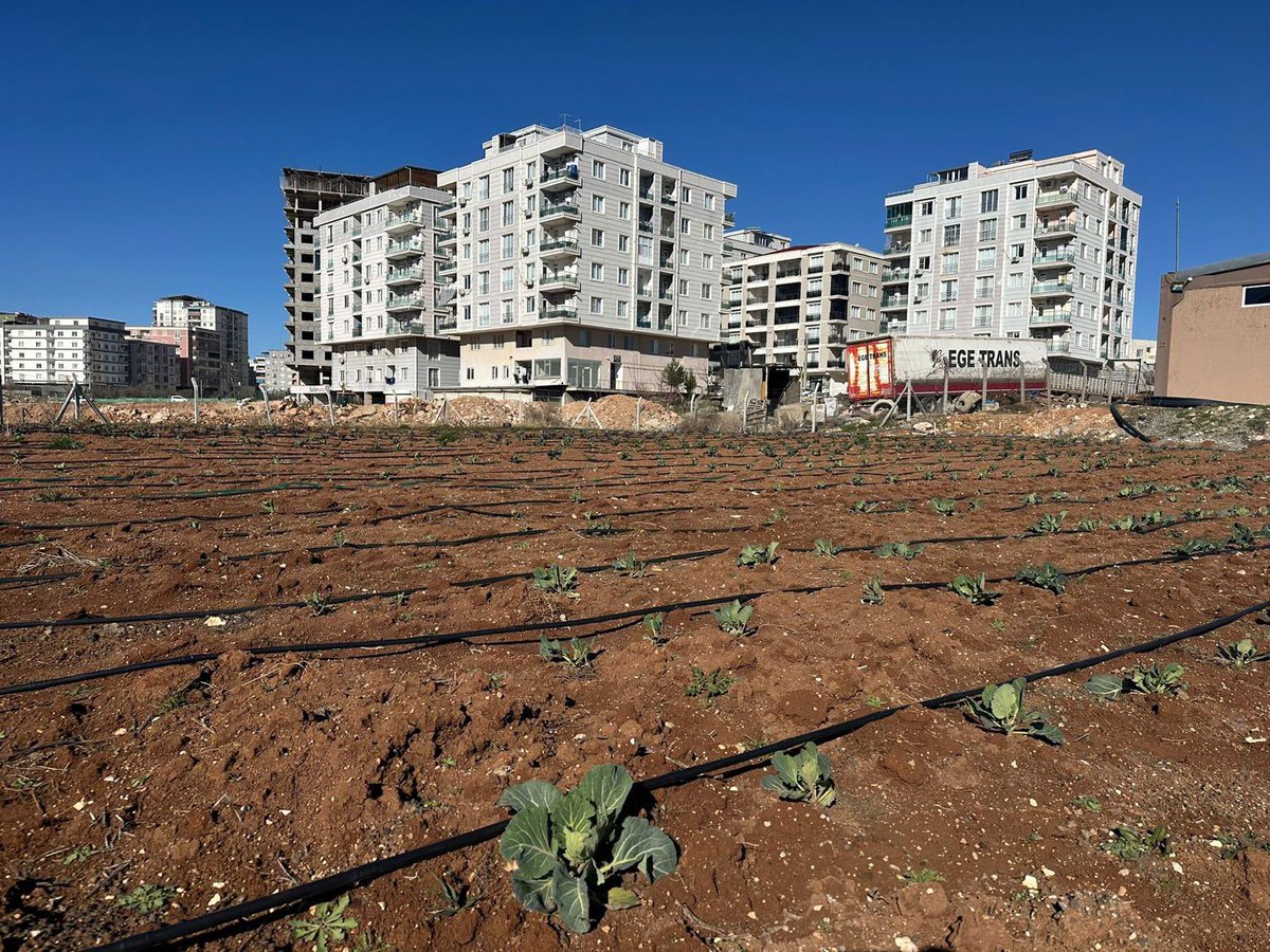 artuklubeltr's tweet photo. Kent Kadın Bostanı’nda ekimi yapılan kış sebzelerinde gelişim devam ediyor.

Çetin geçen karlı ve soğuk kışa rağmen, Ziraat Mühendisleri Odası (ZMO) ortaklığında itinayla bakımı yapılan kent bostanımızda ürünler gecikmeli de olsa tomurcuklanmaya ve ürün vermeye başladı.

Kadın emeği ve üretkenliği, büyük bir özenle toprakla buluşmaya ve yeşermeye devam ediyor.

Bu sürece emek veren herkese teşekkür ediyoruz. 🌱🌿

~~~

Bişkivîna zerzewatên zivistanê yên ku li Bostana Jinan a Bajêr hatine çandin berdewam dike.

Tevî dijwariya zivistana îsal, ya ku bi berf û sermayê derbas bû, li bostana me ya bajêr ku bi hevkariya Odeya Endezyarên Çandiniyê bi baldarî tê lênihêrîn, berhem her çend bi derengî be jî dest bi gulandinê û berhem dayînê kirine.

Bi ked  û berhemdariya jinan, bi baldariyek  mezin destdan û têkiliya  bi axê re  berdewam dike û şîn dibe.

Em ji her kesên ku di vê pêvajoyê de ked dane spasiya xwe dikin. 🌱🌿

~~~

يستمر نمو الخضروات الشتوية المزروعة في بستان المرأة في المدينة.

وعلى الرغم من الشتاء القاسي الذي مرّ بالثلوج والبرد، فقد بدأت المنتجات في بستاننا الحضري الذي تتم العناية به بعناية وبالشراكة مع غرفة المهندسين الزراعيين بالتبرعم والإنتاج، وإن كان ذلك متأخراً قليلاً.

إن جهد النساء وإنتاجيتهن يلتقيان بالأرض بعناية كبيرة ويواصلان النمو والاخضرار.

نشكر كل من ساهم بجهده في هذه العملية. 🌱🌿

~~~

ܡܬܩܕܡ ܓܕܠܐ ܕܝܪ̈ܩܐ ܕܣܬܘܐ ܕܐܬܙܪܥܘ ܒܒܘܣܬܢܐ ܕܢܫ̈ܐ ܕܡܕܝܢܬܐ.

ܐܦ ܐܢ ܥܒܪܐ ܗܘܐ ܣܬܘܐ ܩܫܝܐ ܕܬܠܓܐ ܘܩܘܪܐ، ܒܒܘܣܬܢܐ ܕܡܕܝܢܬܢ ܕܡܬܛܦܠ ܒܩܦܝܠܘܬܐ ܘܒܫܘܬܦܘܬܐ ܥܡ ܚܕܪܐ ܕܡܗܢܕܣ̈ܐ ܕܙܪܥܐ، ܦܐܪ̈ܐ ܐܦ ܐܢ ܒܐܚܪܘܬܐ ܩܠܝܠ ܫܪܝܘ ܠܡܦܪܥ ܘܠܡܬܠ ܦܐܪ̈ܐ.

ܥܡܠܐ ܘܦܪܝܘܬܐ ܕܢܫ̈ܐ ܒܚܡܝܪܘܬܐ ܪܒܬܐ ܡܬܚܒܪܐ ܥܡ ܐܪܥܐ ܘܡܫܟܚܐ ܠܡܓܕܠ.

ܡܘܕܝܢܢ ܠܟܠܗܘܢ ܕܝܗܒܘ ܥܡܠܗܘܢ ܒܗܕܐ ܬܗܠܟܬܐ. 🌱🌿