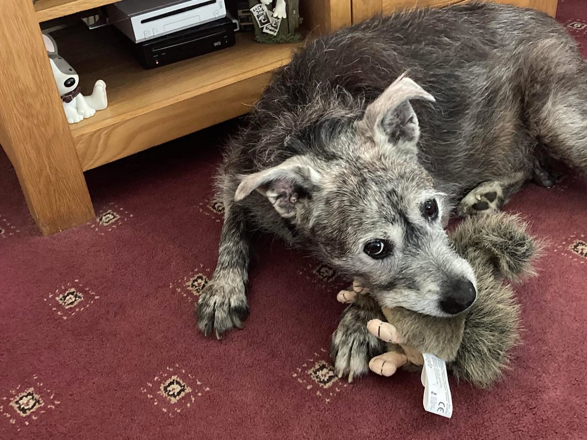 stephenhoughton tweet media