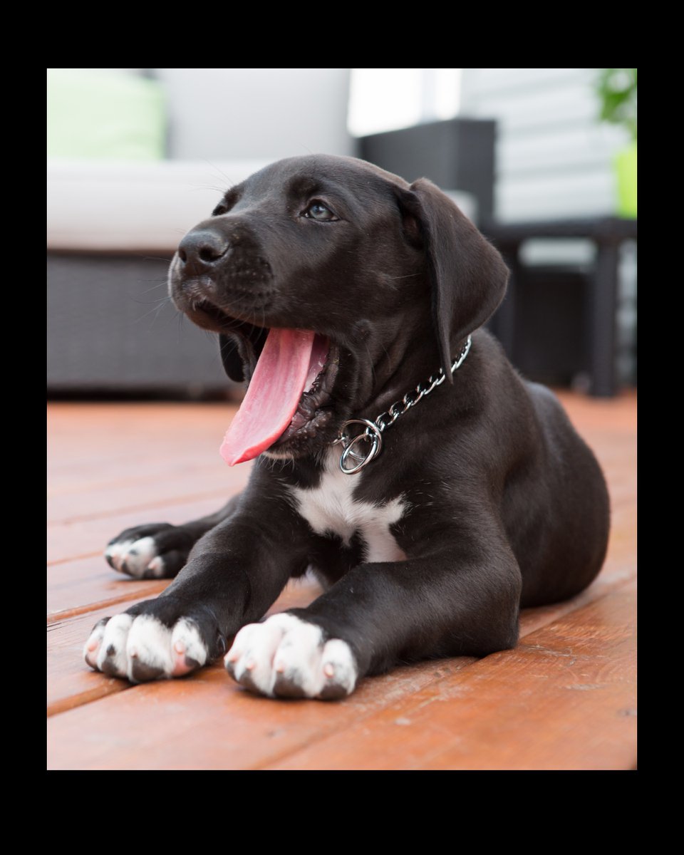 Mascotas Cachorros perros gatos Colombia club tweet media