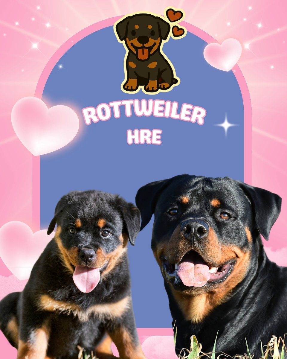 Mascotas Cachorros perros gatos Colombia club tweet media