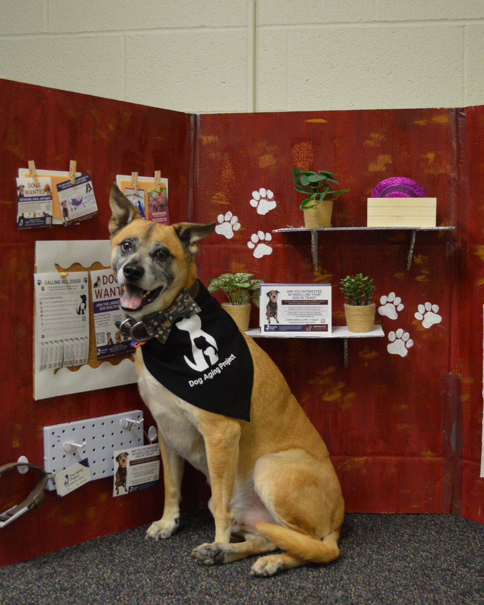Dog Aging Project tweet media