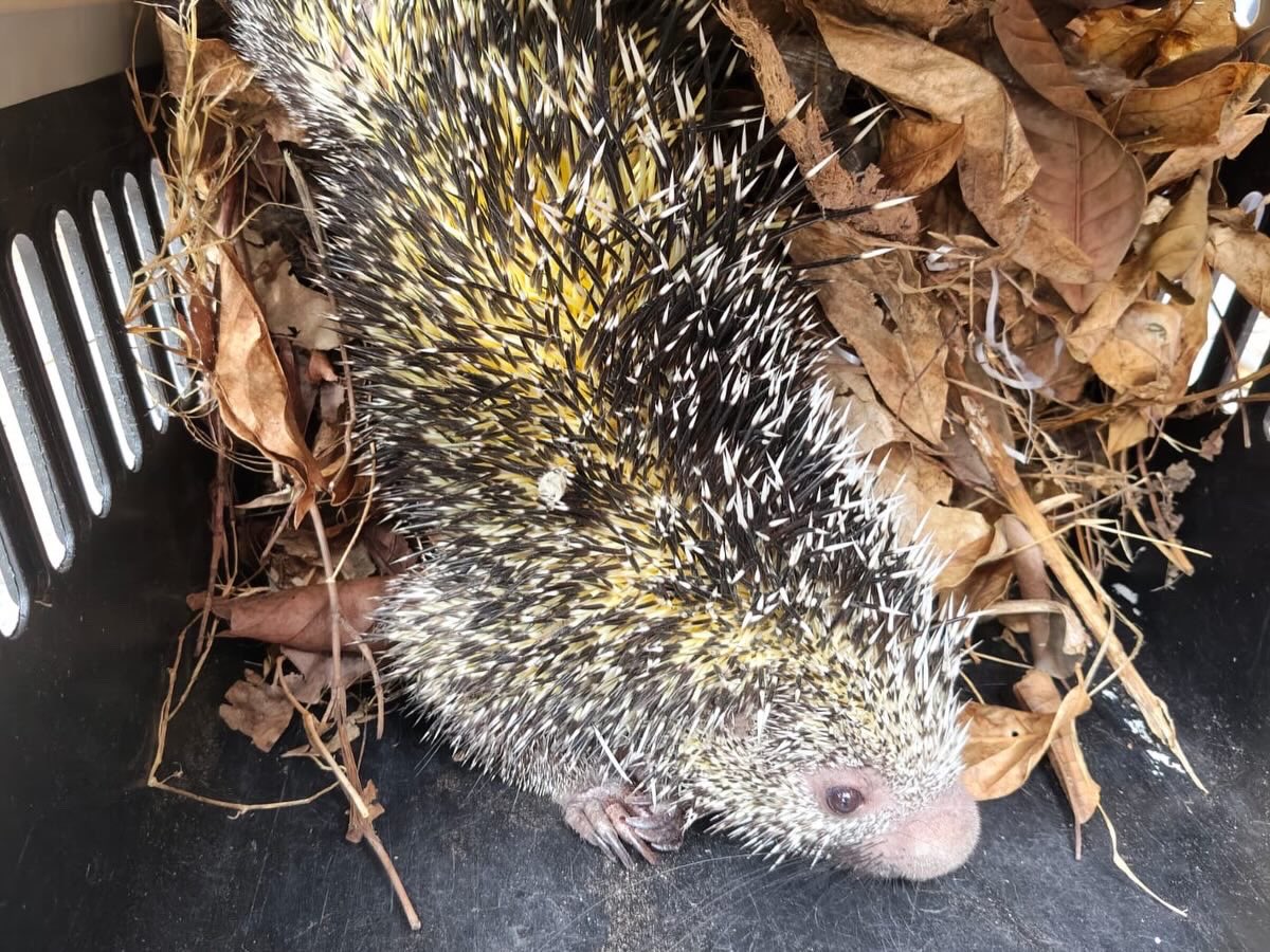 Corpocesar tweet media