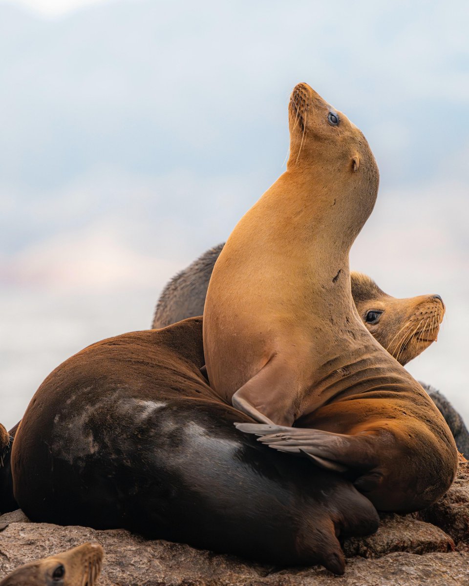 Lindblad Expeditions tweet media