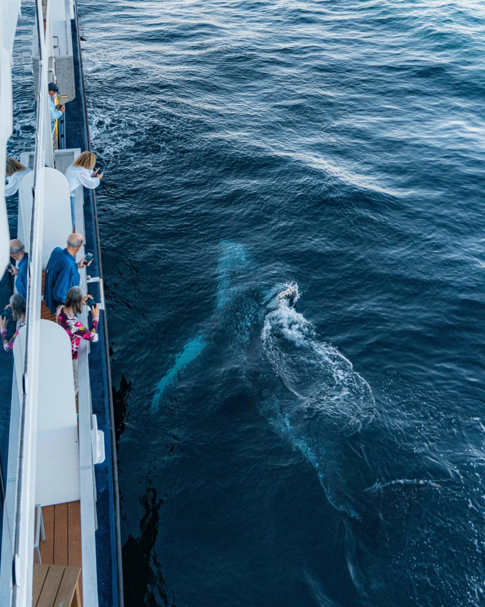 Lindblad Expeditions tweet media