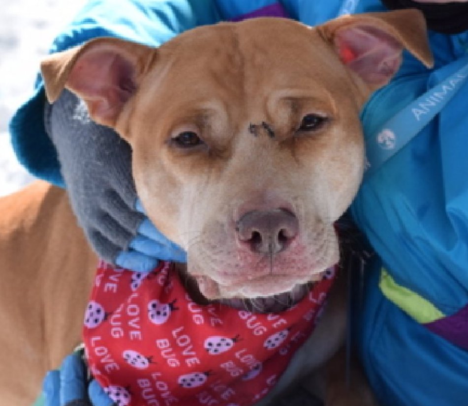 NMBewitched's tweet image. Taffy is DEAD  

Found on January 20, 2026 
Tied up outside as a #Blizzard was moving in
Wounds to her head, shaking &amp;amp; freezing from the cold 

This poor girl, 
Nothing will be done about the cruelty &amp;amp; abuse she suffered at the hands of a citizen of #NYC 

She developed