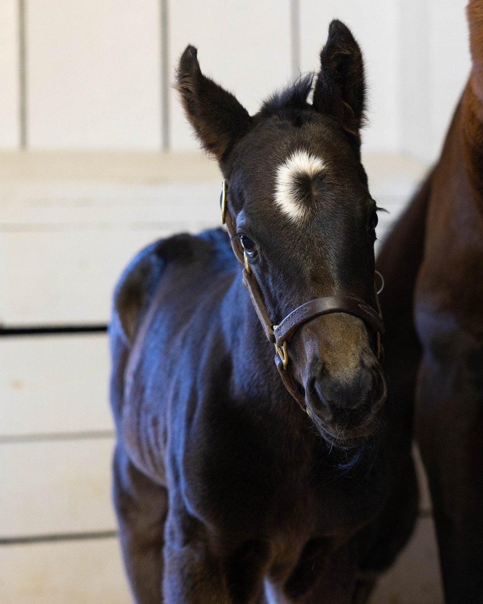 Pin Oak Stud tweet media