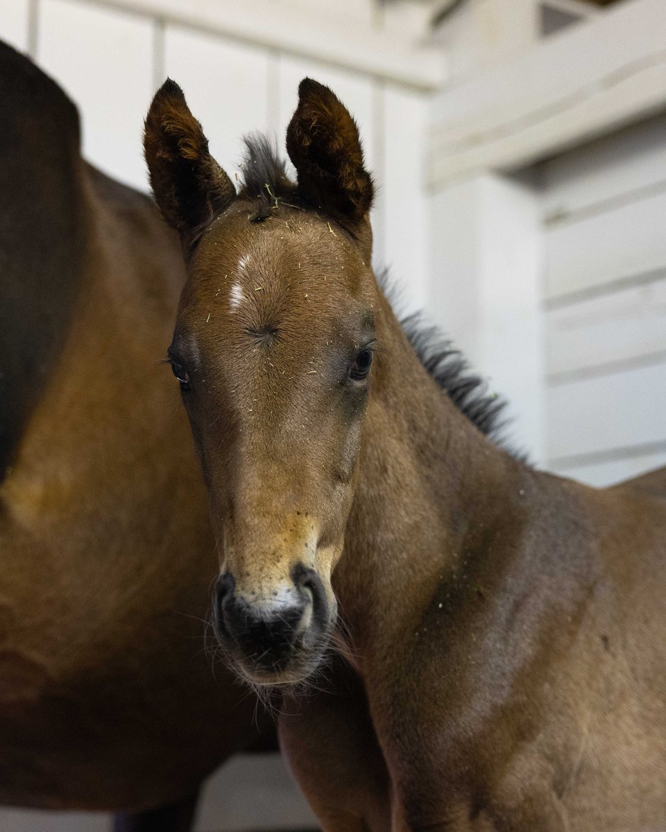 Pin Oak Stud tweet media