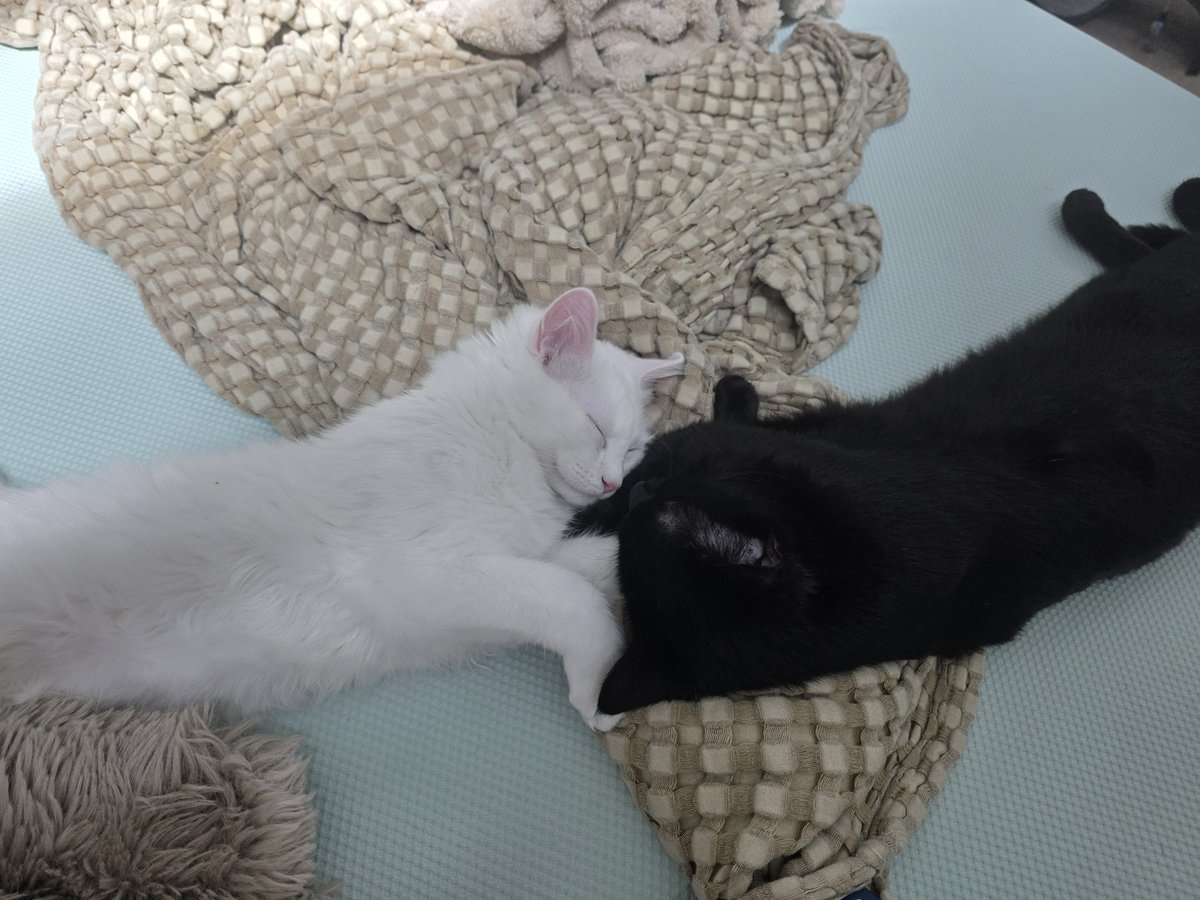 MaryMaybe tweet media