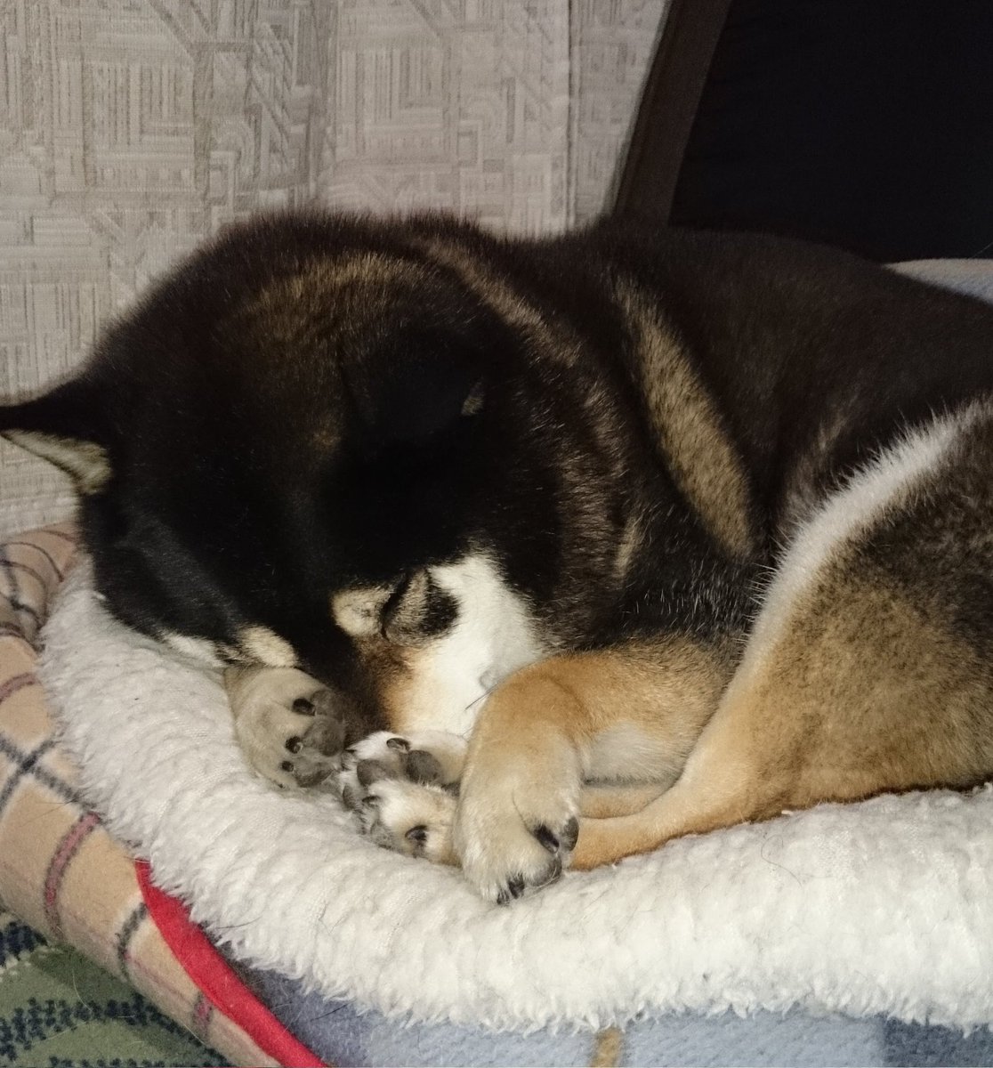 3月7日　土曜日
おはようございます。🥳穏やかな1日になりそうです。
今日も笑顔で宜しくね。☺️

#柴犬
#黒柴
#ベル様お空組2年生♀️🌈