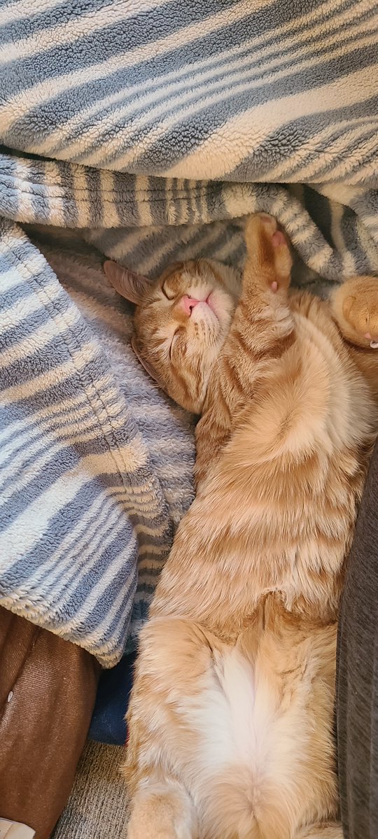 Tree House Humane Society tweet media