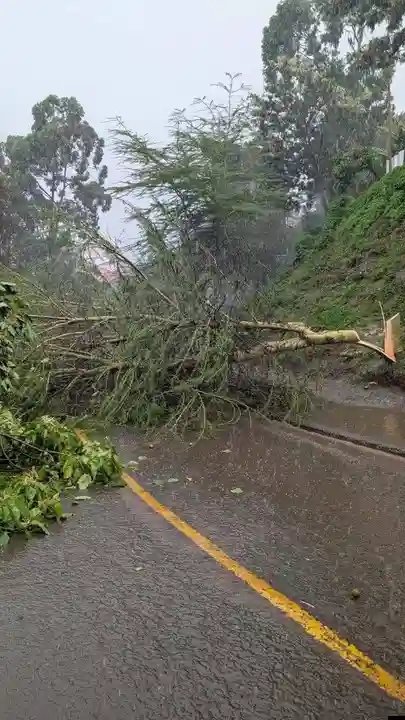 ridgerm69's tweet photo. @_KithureKindiki Fvck off. Idiot.  Why cut trees to block road? https://t.co/vz6pext25Y