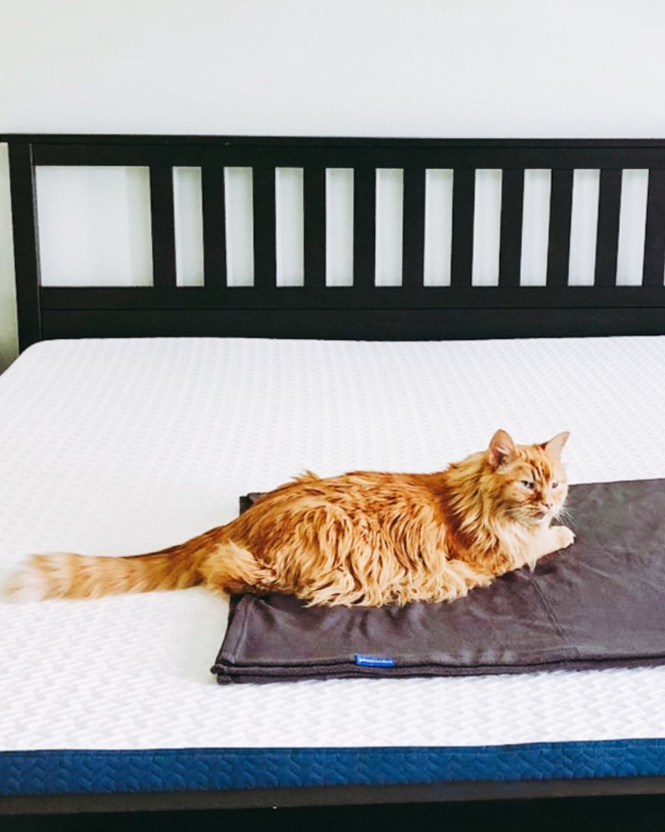 BedInABox.com tweet media