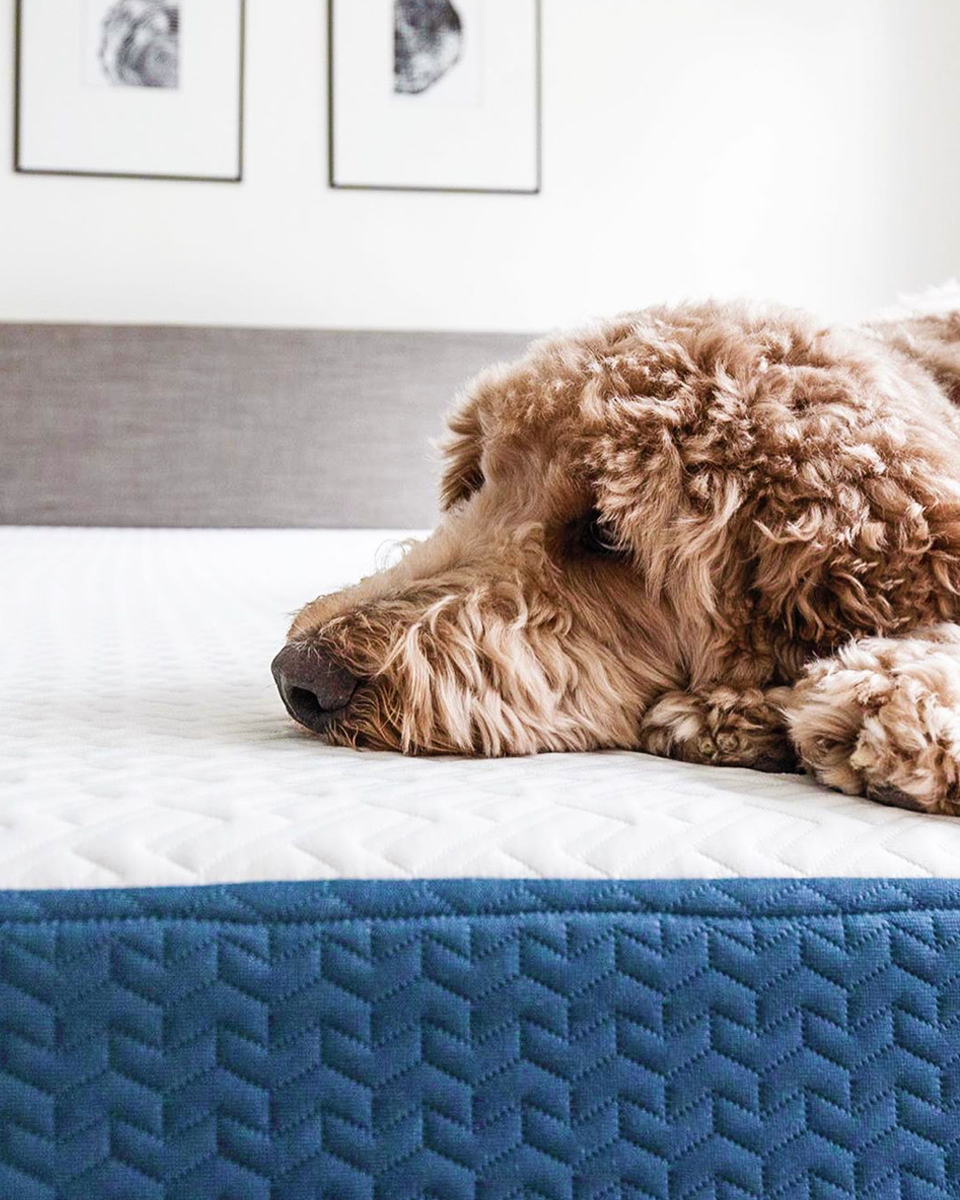 BedInABox.com tweet media