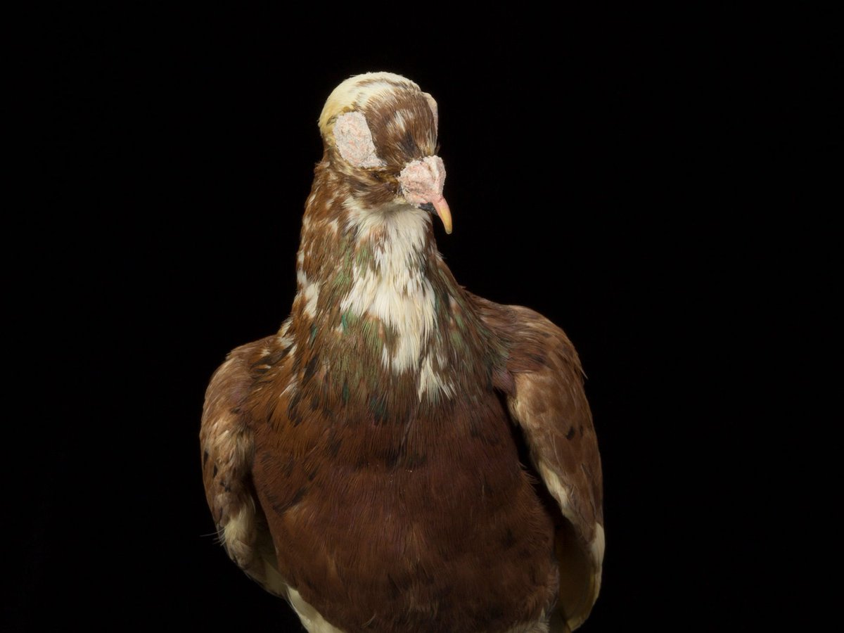 National Museum of the United States Army tweet media