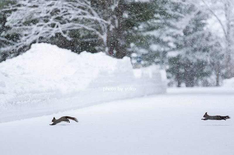yukowanwan1's tweet photo. おはよう😆
　もう5ｃｍ以上積もっています❄️
🐿️撮影には最高の降り具合なんだけど
今日は土曜日😢編み物か現像頑張ろうと思います

　あちこちで　恋の駆け引きとバトルが繰り広げられています
かと思うと　もう既にお腹が膨れているママリーも😍

本当の🌸春🌸が待ち遠しくなるわ

　今日も良い日に https://t.co/ulbXuX1and