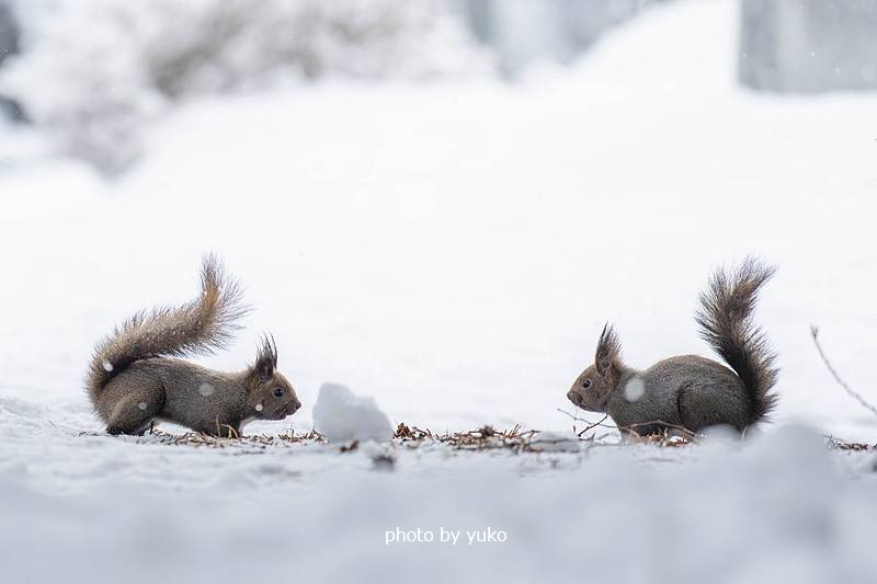 yukowanwan1's tweet photo. おはよう😆
　もう5ｃｍ以上積もっています❄️
🐿️撮影には最高の降り具合なんだけど
今日は土曜日😢編み物か現像頑張ろうと思います

　あちこちで　恋の駆け引きとバトルが繰り広げられています
かと思うと　もう既にお腹が膨れているママリーも😍

本当の🌸春🌸が待ち遠しくなるわ

　今日も良い日に https://t.co/ulbXuX1and