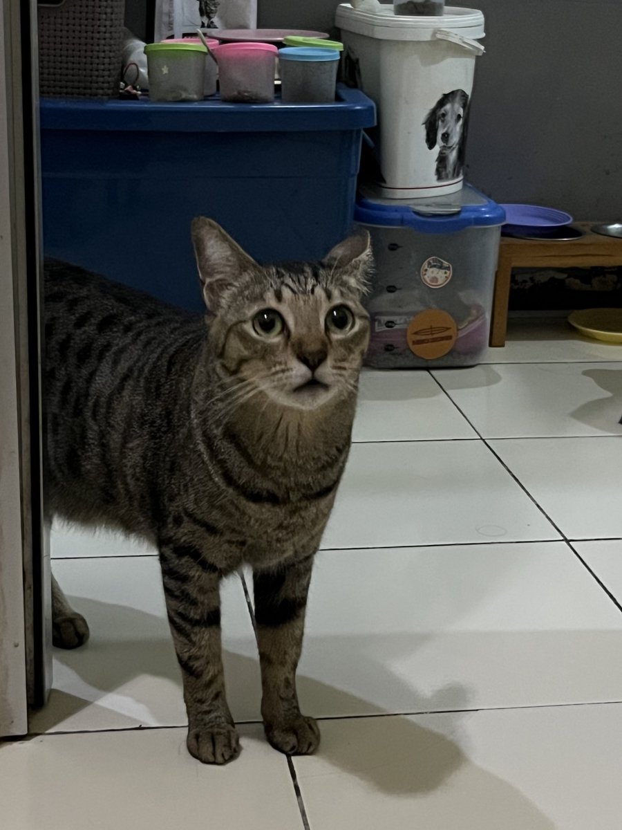 Sbubu N Gang tweet media