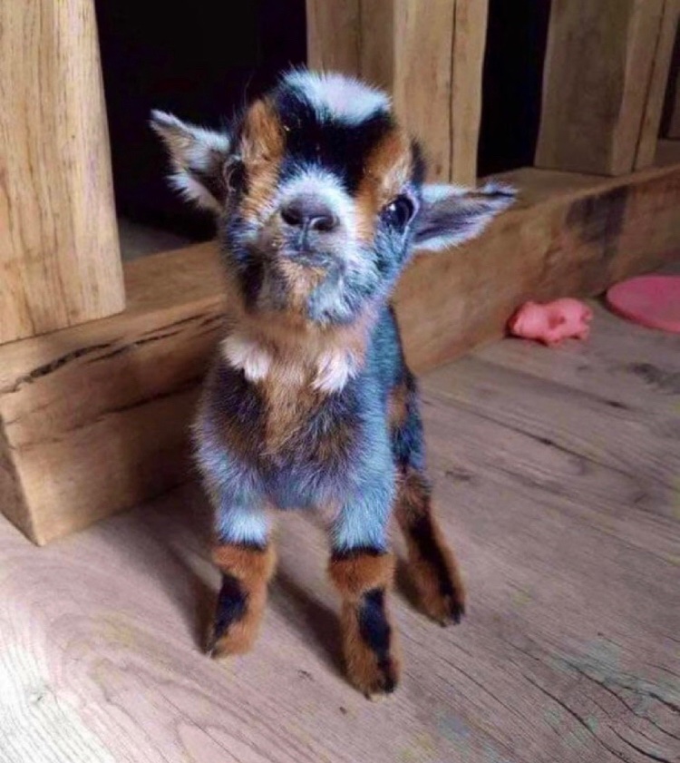 13分前に生まれたヤギの赤ちゃん見て