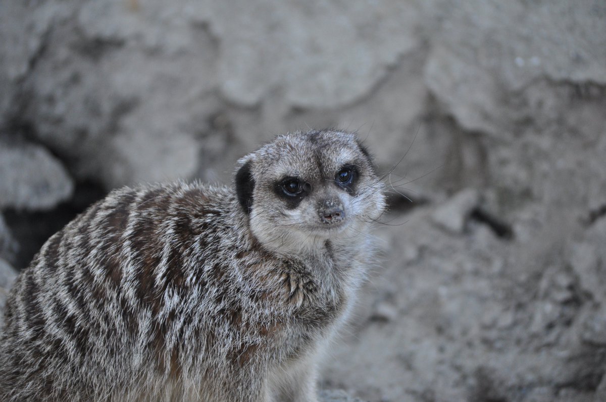 Meerkat daily #500!!!!
Happy 500 everyone :D