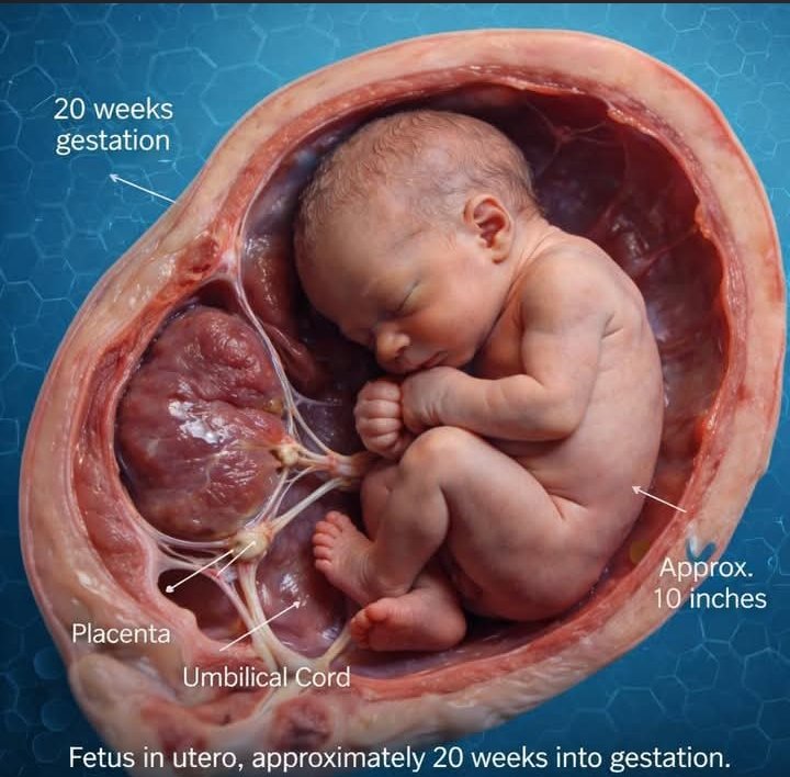 Dr_sani Rx 💉💊🔬 tweet media