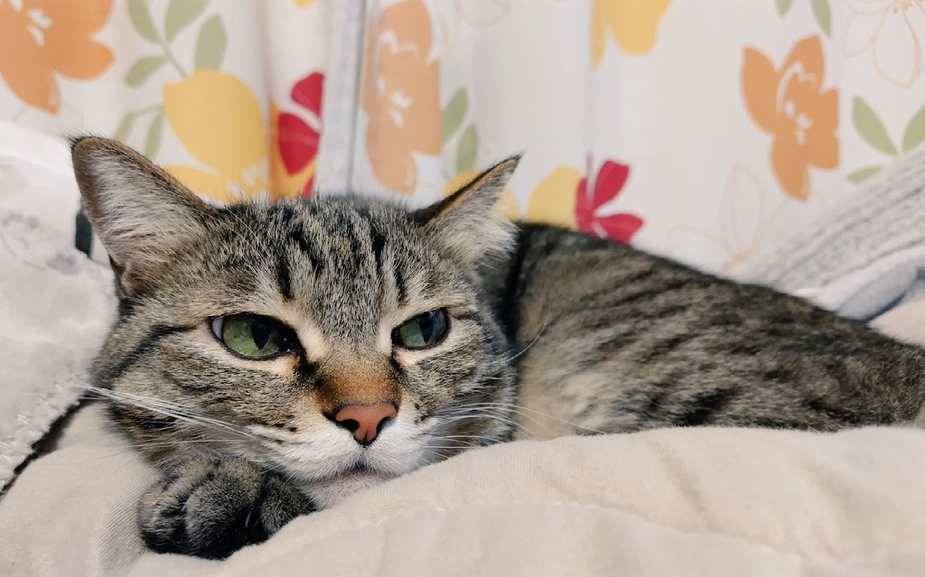 ゴロー🐾 (@cat_56chan) / Posts / X