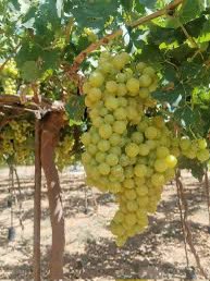 د.منصور الدعجاني tweet media