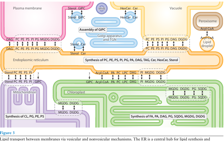 Rebecca Roston tweet media