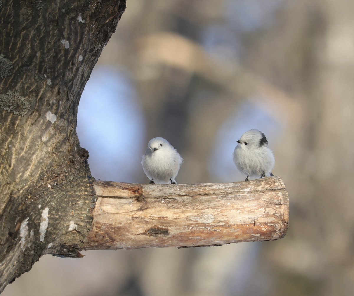 雪が降り
冬に逆戻りの今日。
春は近くなったり
遠くなったり。
#シマエナガ　#北海道