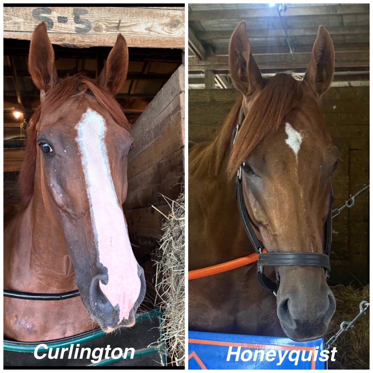 Ultrachamps's tweet photo. Two runners for the team tonight. Curlington will start us off in race 5 at Penn National, followed by  Honeyquist in race 7 at Charles Town. Good luck and safe trips to all! #UCR #Curlington #Honeyquist https://t.co/GwEmTqwUaF
