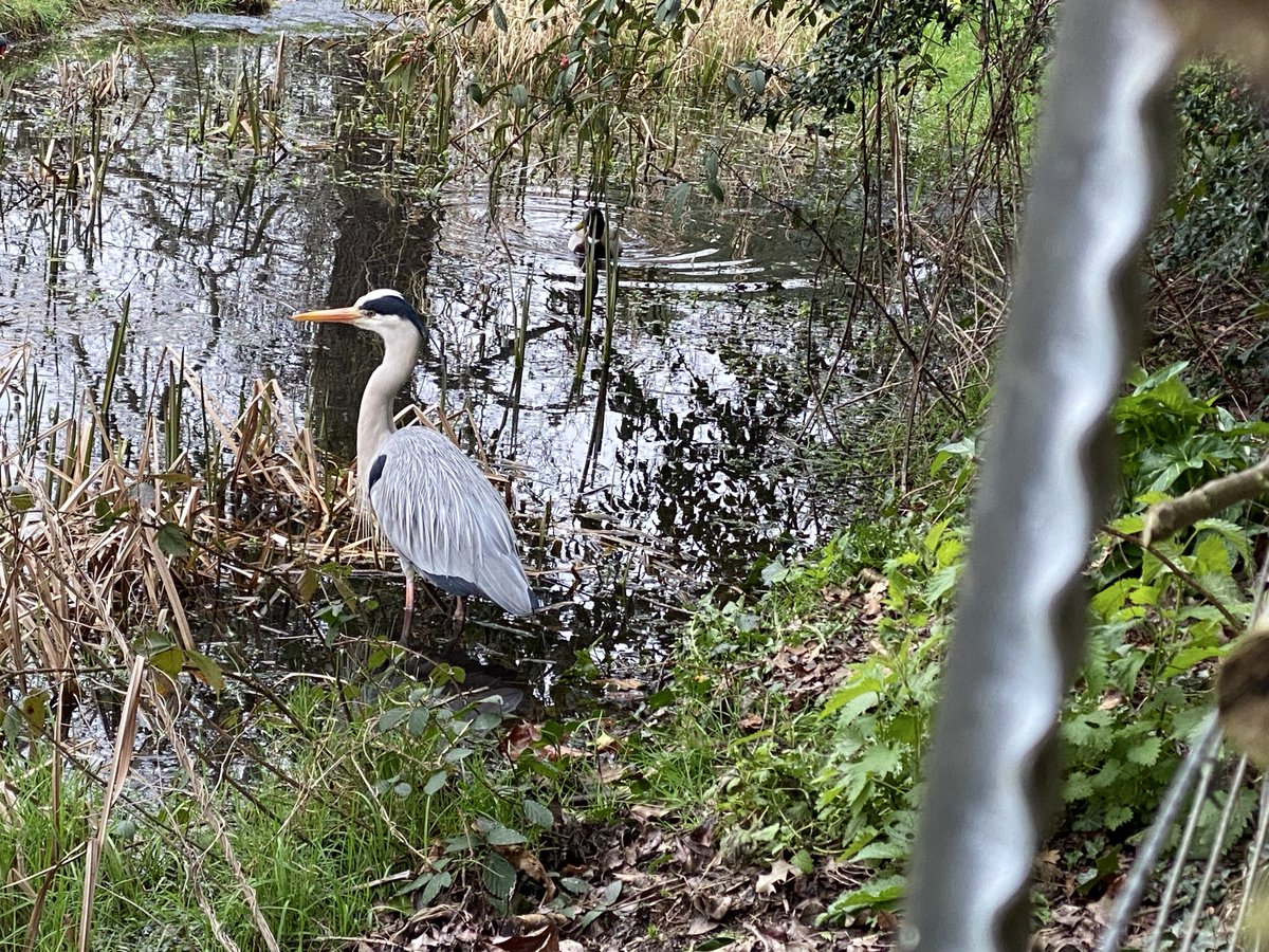 UrbanTreeFestival tweet media