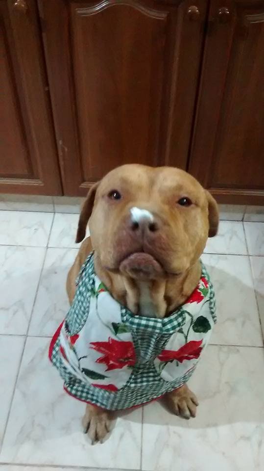 NicolasAiligo's tweet photo. Siempre en mi corazón al perro más hermoso de todo el mundo, sos el mejor perro y siempre lo vas a ser, te amo muchísimo ❤️ https://t.co/7UjoFpuKle