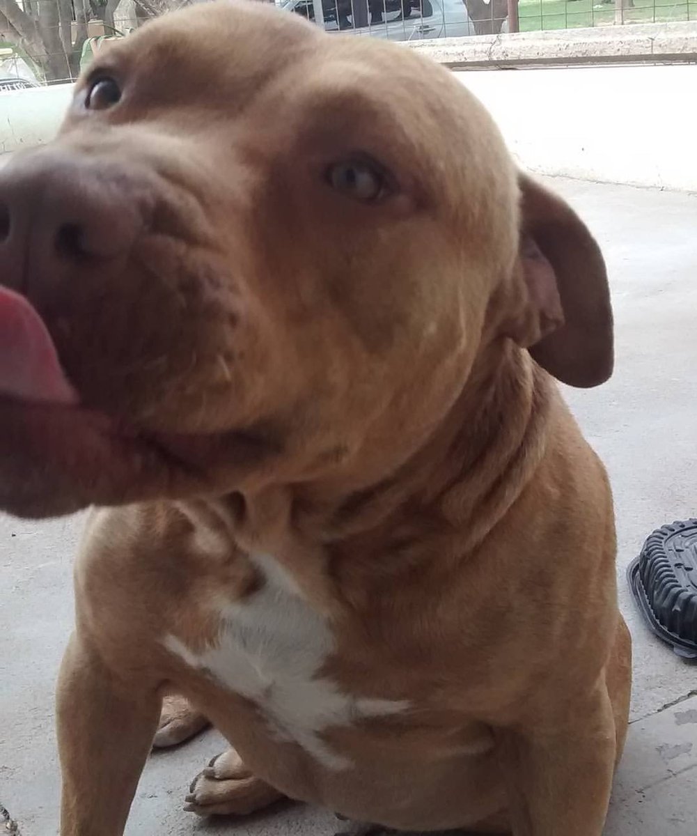 NicolasAiligo's tweet photo. Siempre en mi corazón al perro más hermoso de todo el mundo, sos el mejor perro y siempre lo vas a ser, te amo muchísimo ❤️ https://t.co/7UjoFpuKle