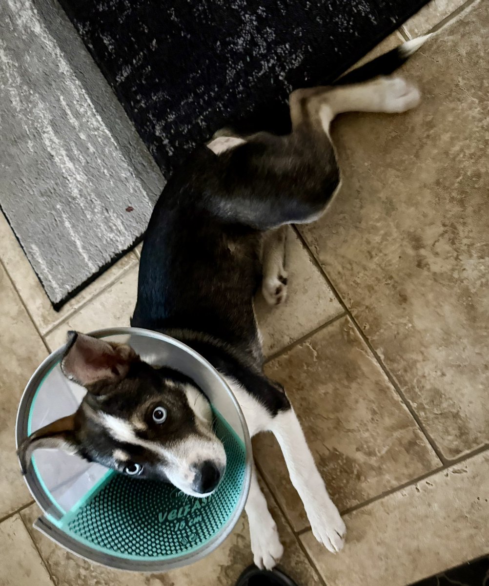 卖火柴的阿甘 tweet media