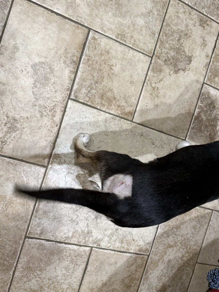 卖火柴的阿甘 tweet media