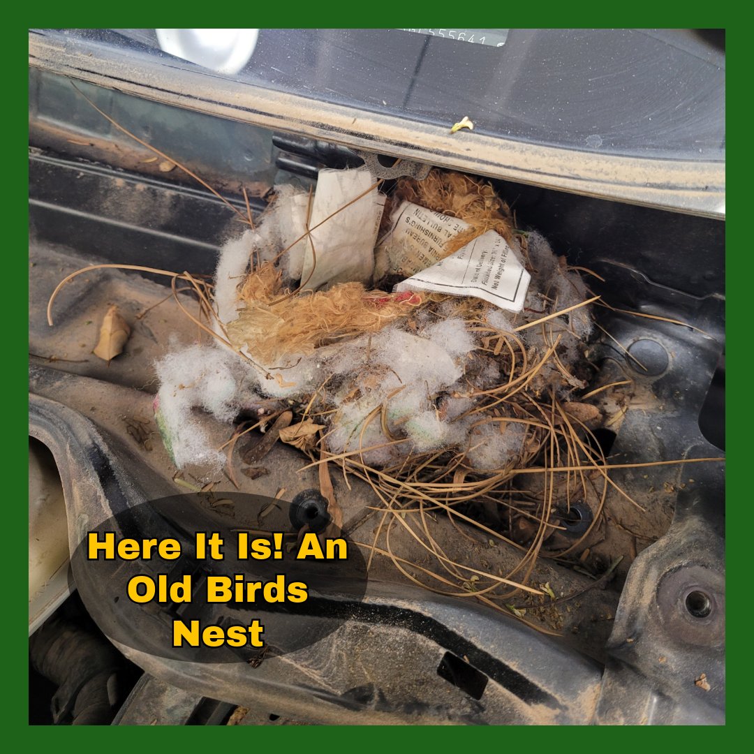 MercieJAuto's tweet photo. Being a mechanic means you sometimes find some special surprises when working on a vehicle.  With this one can you spot the hidden surprise?

An old birds nest! We have found multiple animal surprises when working on cars here. Stay safe and have blessed travels.
#autorepair https://t.co/7neWXHTkSH