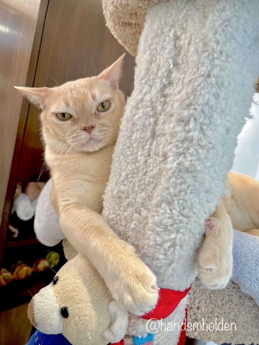 He’s ready to pounce😼˚🐾˖°৻ꪆ. *