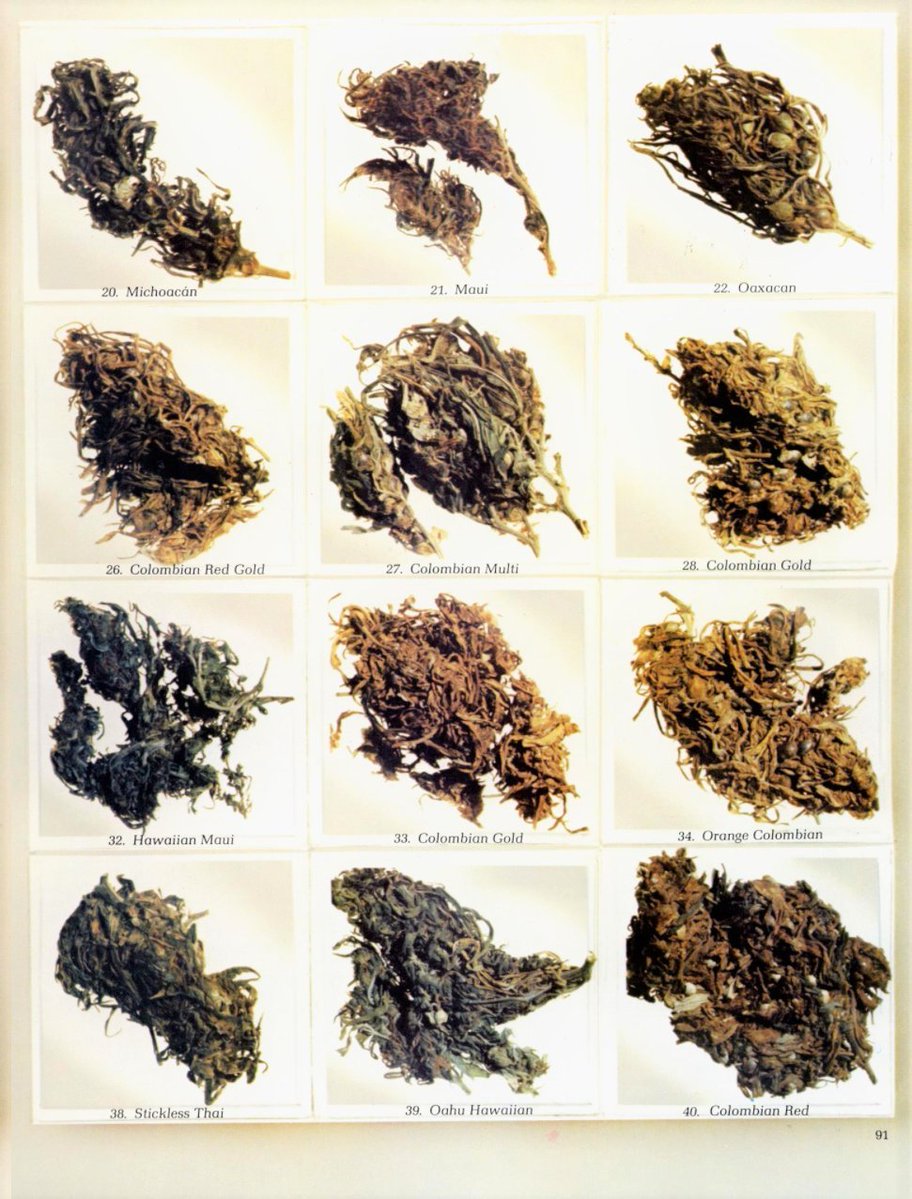 The best bud of 1977, as selected by High Times magazine.