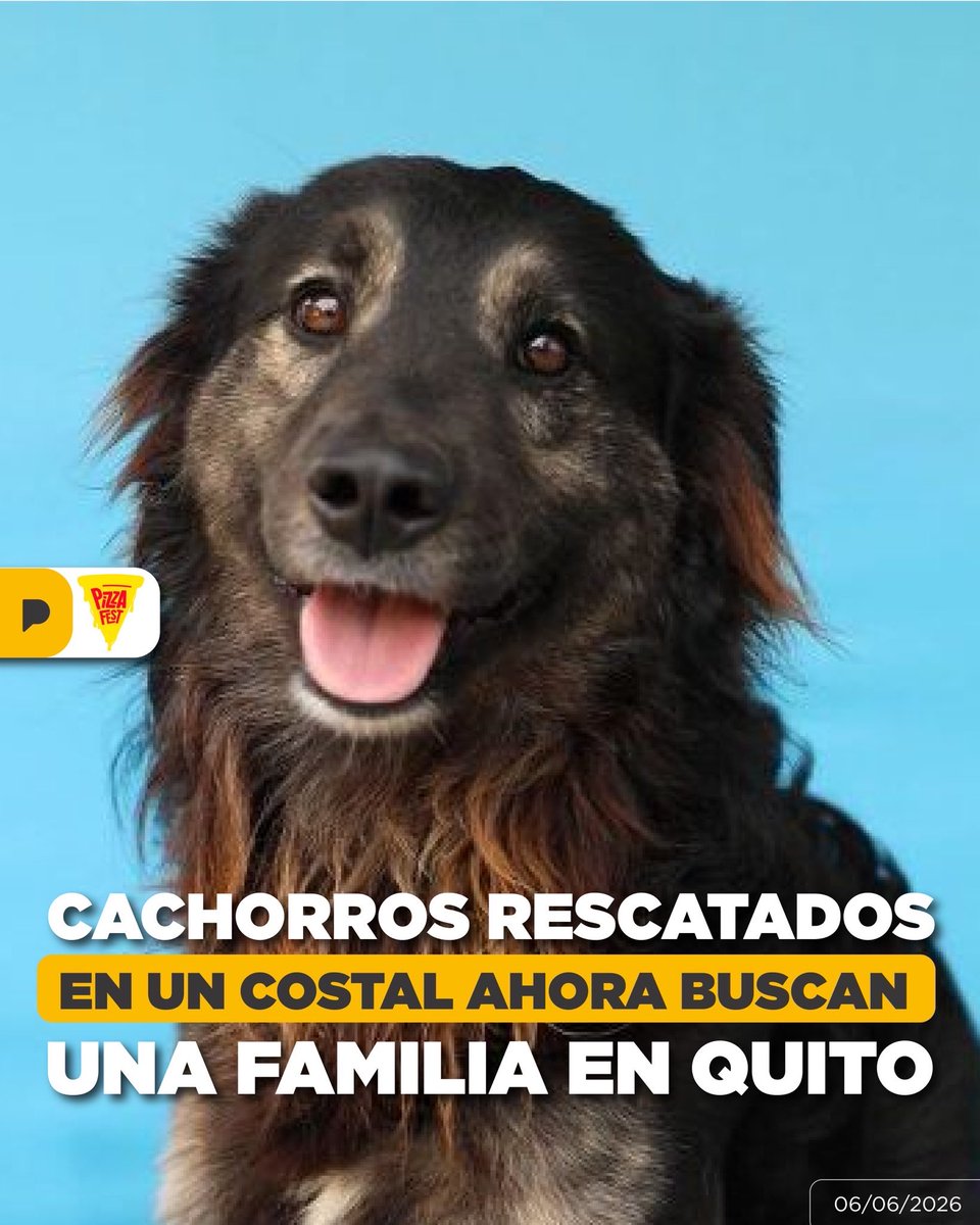LaPosta_Ecu's tweet photo. Después de ser encontrados abandonados dentro de un costal, dos cachorros fueron rescatados por equipos municipales en Quito. Ahora, junto a otros 13 perros recuperados, esperan encontrar una familia en una nueva jornada de adopción impulsada por la UBA. #pizzafest https://t.co/RuBo1c3GgS