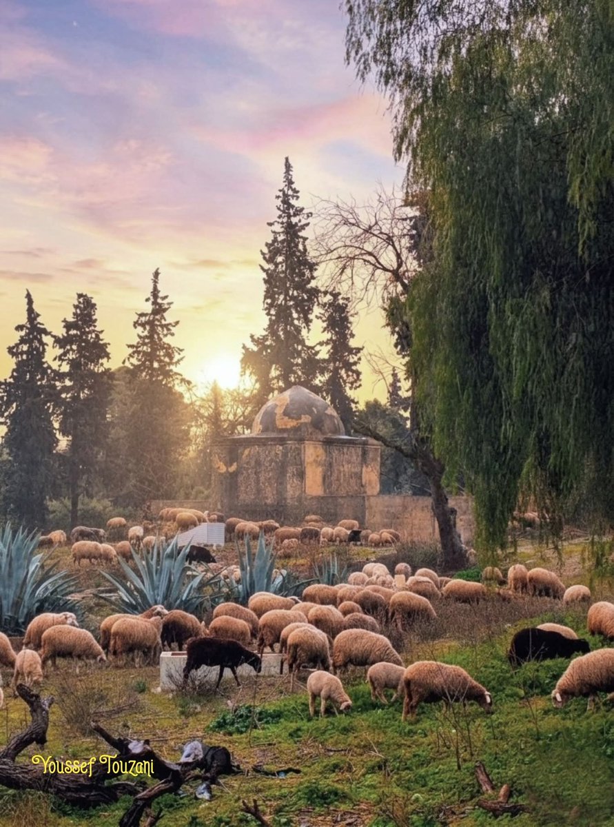 L'Oriental Marocain ۞ tweet media