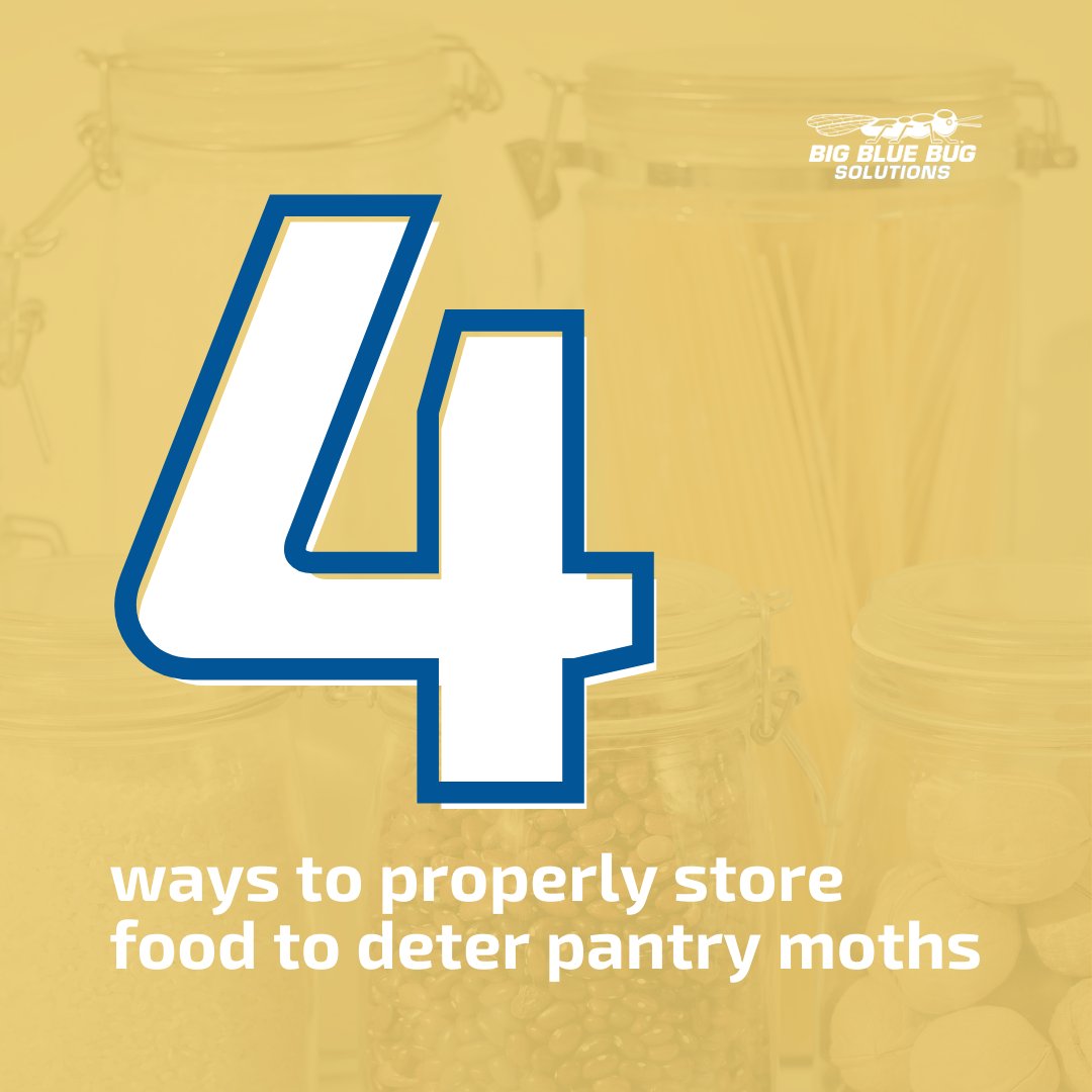 Big Blue Bug tweet media