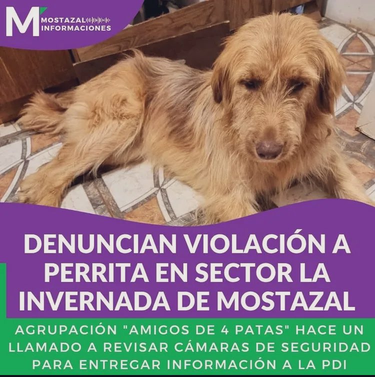 Otra perrita de la calle fue violada en San Francisco de Mostazal! Se están violando y asesinando a los pobres perritos 🐶 sobre todo perritas de la calle! Por lo mismo amigos ,adopten perritos y perritas de la calle! No compren!🥹RT <a href="/MuniMostazal/">Municipio Mostazal</a> fue rescatada!