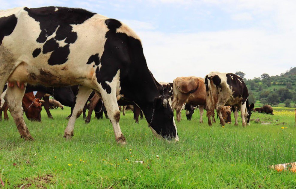 No sacrifiques tu ganado, se puede salvar: llamado urgente a productores pecuarios

enfoquehidalgo.com/2026/03/05/no-…