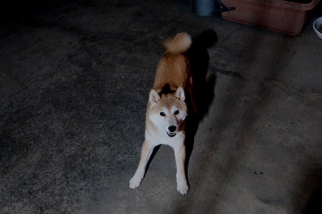 sun29san's tweet photo. おはようございます。キツネ居たーアト付いてくる―ワタシの習性ー＾・＾/　ツーしょっと撮ろー。
　沙羅りりしい顔してたね、沙羅朝ご飯たべよう。
少しずつポスト沙羅、 https://t.co/hfHcZhTZKv