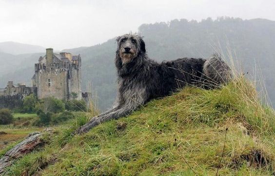 The Great Wild tweet media