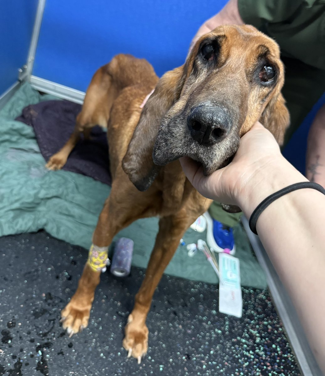 Lola Patolla tweet media