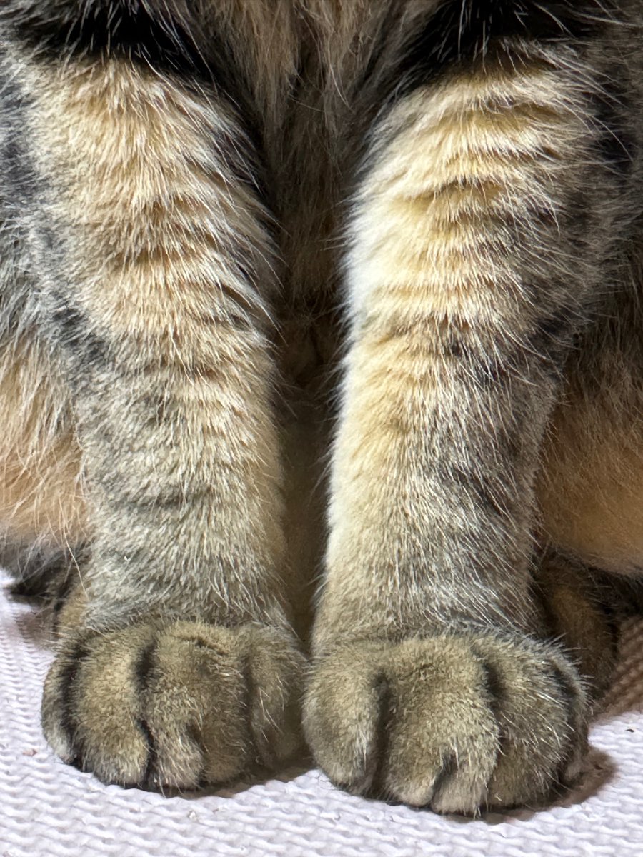 これはﾈｺﾁｬﾝがお座りするたびに、あなたたち人類に向けられるクリームパン