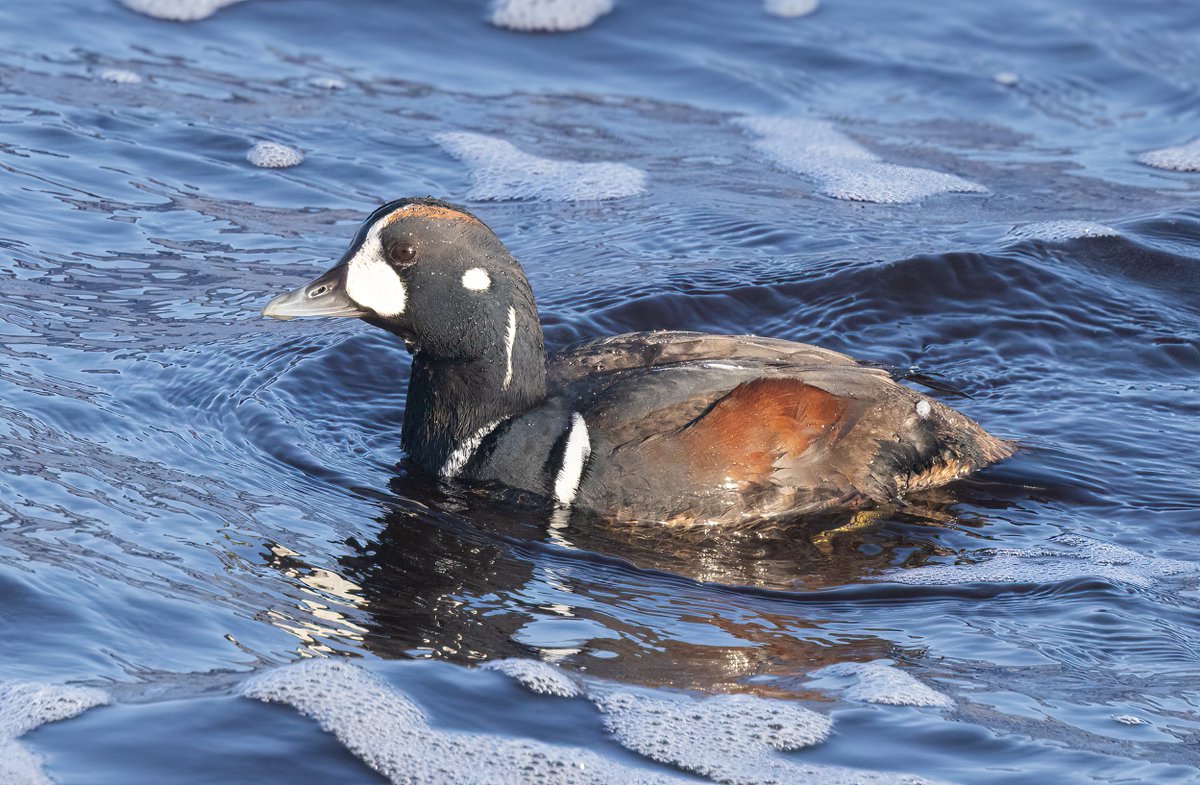 Ashley Howe tweet media