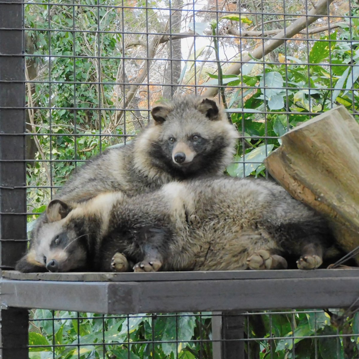 #市原ぞうの国 #ホンドタヌキ 
2026年2月