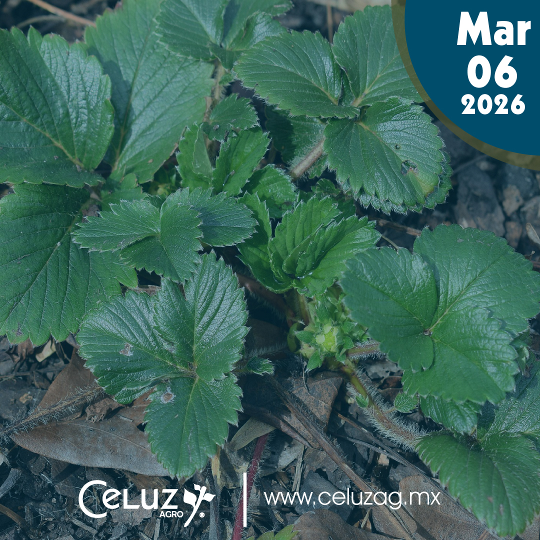 CeluzAgro's tweet photo. Hoy es dia de blog.🌐
Conoce más sobre los fertilizantes Fosfóricos.🌱
➡️: https://t.co/HSDWkD6U9h
.
.
.
#celuzagro #viernesdeblog #fungicidas #CultivosSanos #ProductosParaElCampo #agricultura #CultivosSaludables #insectos #productosorganicos #fertilizantesfosforicos #fósforo https://t.co/XKOjmDi6E6